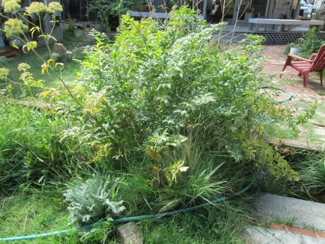 Water Hemlock plant