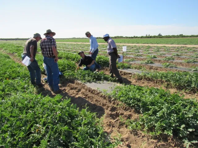 El asesor sobre cultivos de verduras y riego, Zheng Wang (agachado) comparte con los agricultores los resultados de sus pruebas con plantas de sandías injertadas durante un recorrido por los cultivos de Extensión Cooperativa de UC. Fotografía por Adrián Yepez