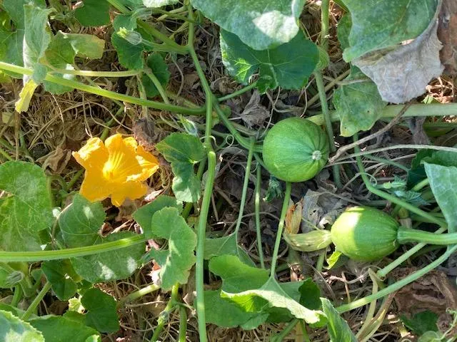 08_09_2022AvocadoSquashLetts