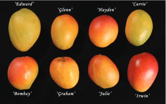 MangoFromSeed01