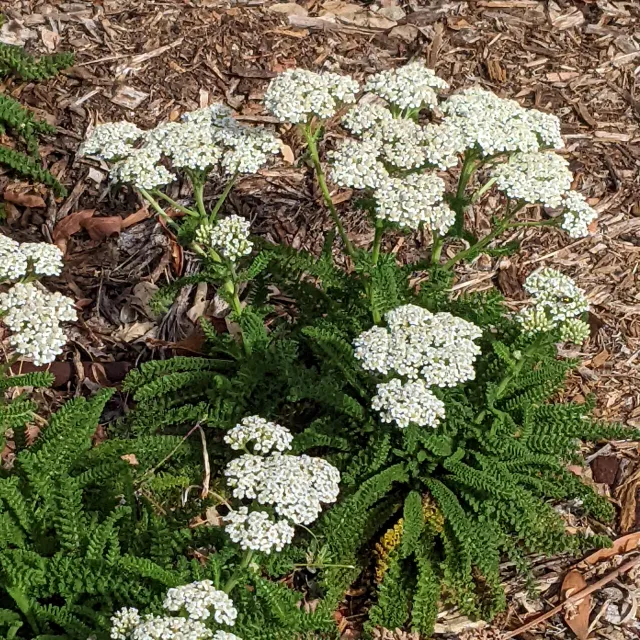 Sonoma Coast Yarrow blooms summer through fall