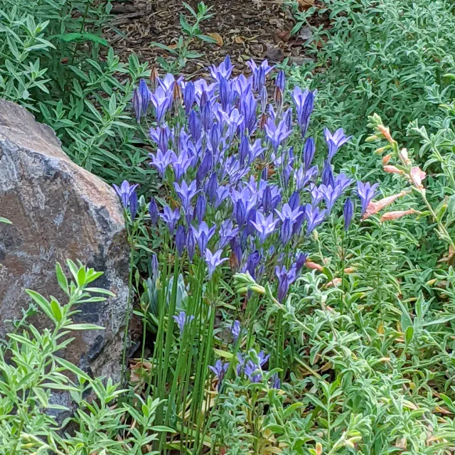 Queen Fabiola Ithuriel's Spear blooms in spring, then disappears to make way for summer-flowering plants.