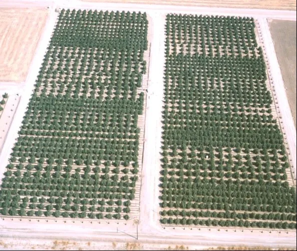 high density citrus