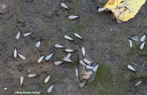 Termites newly emerged from the soil