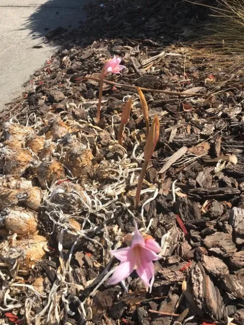 Pink Lady Damage
