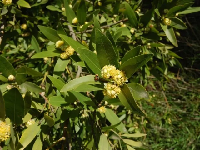 Umbellularia californica flower