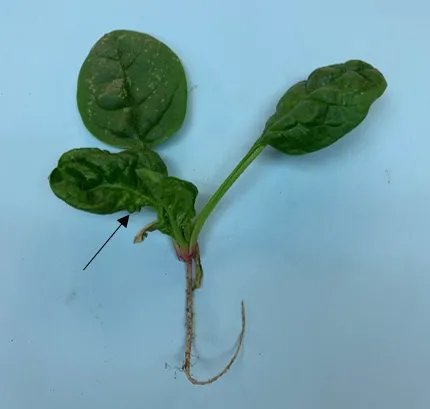 Fig 2
