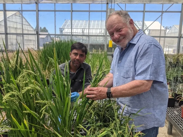 Eduardo Blumwald, a la derecha, del Departamento de Botánica de UC Davis, con el investigador de postdoctorado, Akhilesh Yadah, con el arroz que ellos y otros del equipo de Blumwald modificaron con el fin de usar el nitrógeno de manera más eficiente. Fotografía por Trina Kleist, UC Davis.