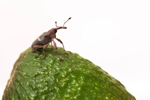 Acercamiento a un gorgojo del aguacate, una plaga escurridiza que pasa la mayor parte de su tiempo en las profundidades del fruto. Fotografía por Mike Lewis/UC Riverside