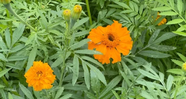 Flor cempasúchitl