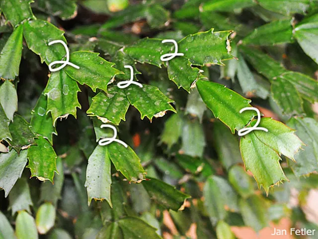 Finish pruning