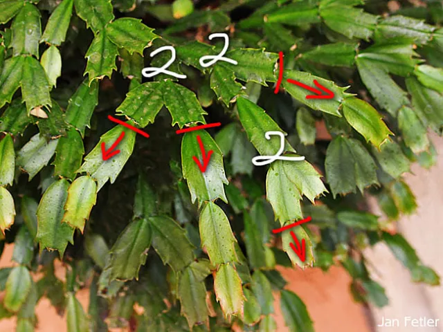 How to prune