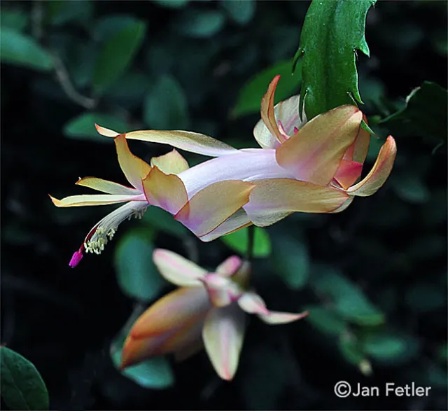 Thanksgiving cactus
