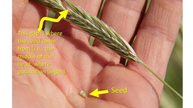 Image illustrating watery ripe kernel.