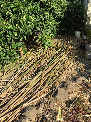 Cut bamboo