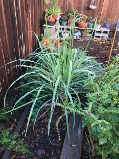 Lemongrass