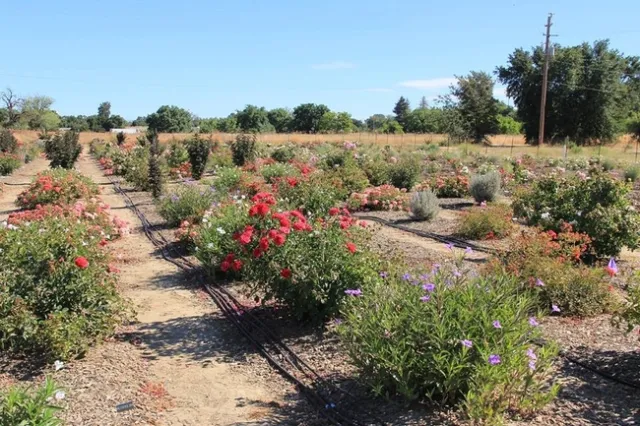 El programa de pruebas de riego de plantas implementado por Reid ha demostrado que se puede tener plantas coloridas con poca agua. Fotografía por Karrie Reid