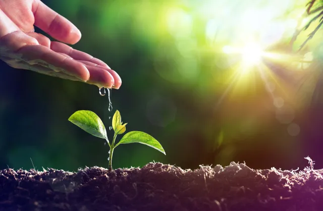 Seedling-Watering (6x4)