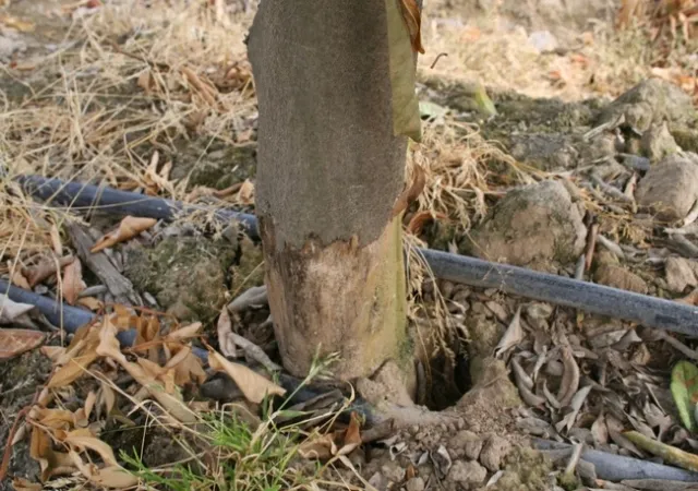 vole 7