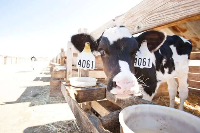 Dairy calf