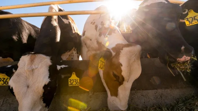 Dairy cows
