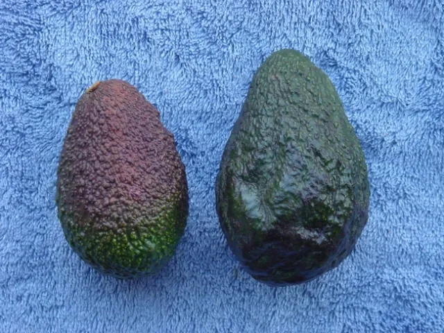 avocado water soaked frost