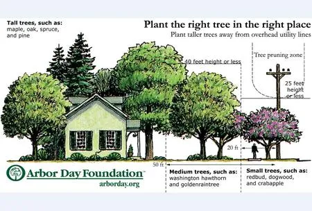 Right_tree_Right_Place