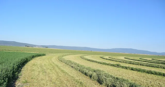 windrows.2