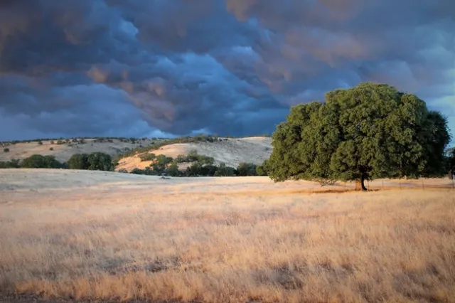 Stormy tree. Andrea Craig