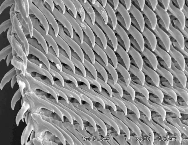 snail radula teetth