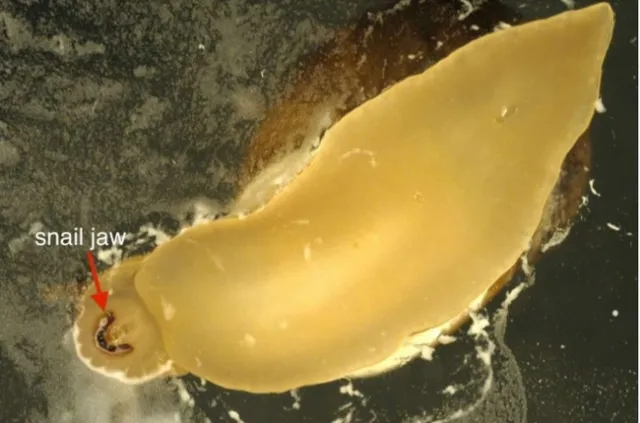 snail bottom mouth