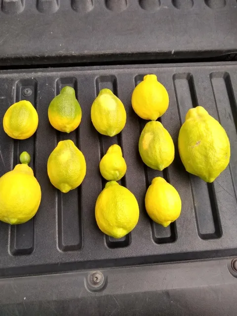 lemon sheepnose