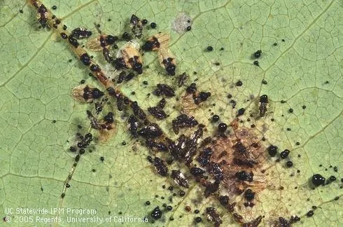 avocado lace bug 1