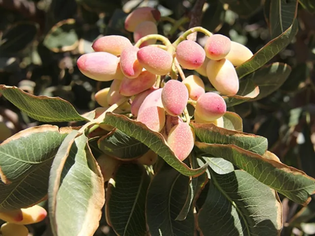 Las flores machos y hembras de los árboles de pistache requieren diferentes cantidades de frío invernal para poder florecer. Si el invierno es cálido, la mayoría florece en diferentes tiempos, reduciendo la polinización. Fotografía por Louise Ferguson, UC Davis.