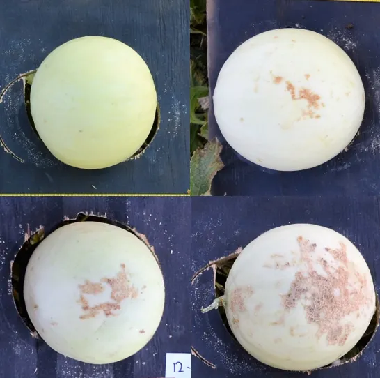 Melon rating scale