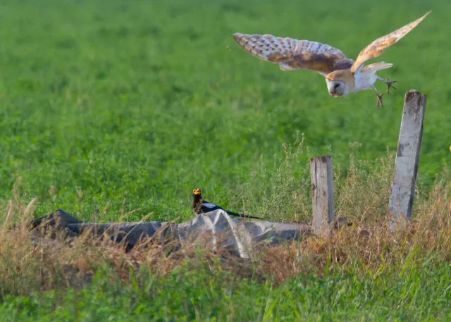 barn owl-1688