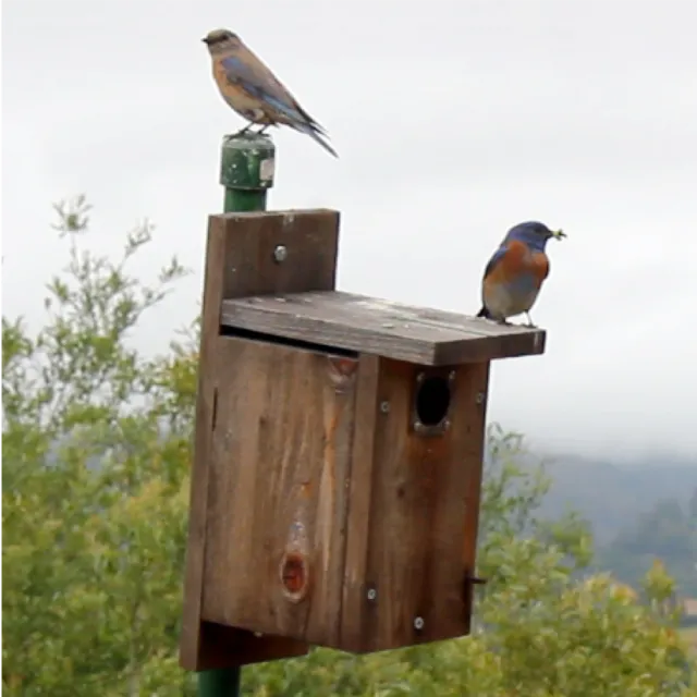 WFA nest box