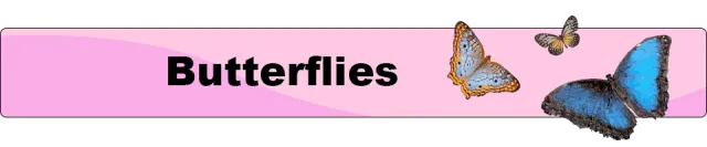 Butterflies_button