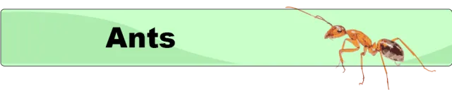 Ants_button