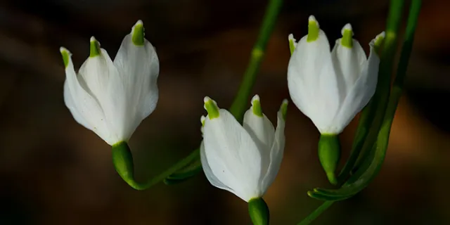 Leucojum: Snowflake