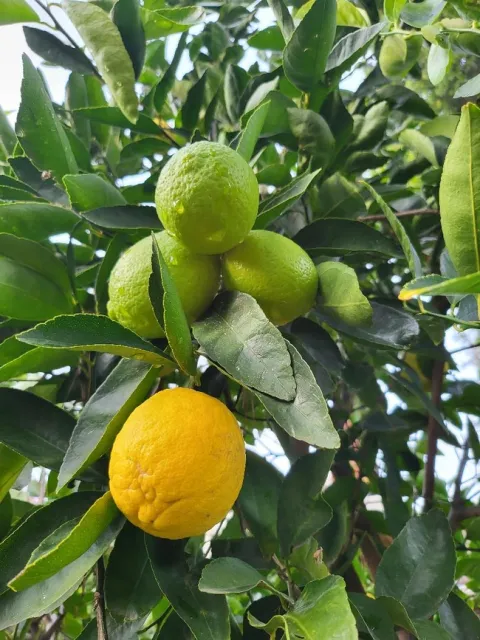 Green & Yellow Limes,
