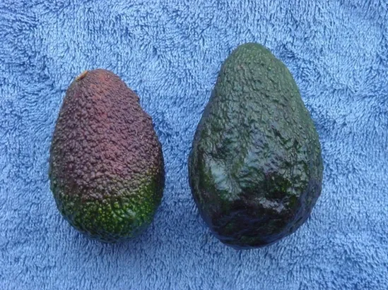 Los aguacates severamente congelados pueden presentar manchas marrones de agua en la cáscara, zonas grises en la pulpa e incluso agrietarse o partirse. La fruta dañada por las heladas no puede ser vendida y se cae de los árboles. Fotografía por Mary Lu Arpaia
