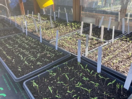 25-03-23OurGardenSeedlingsGTPSLetts
