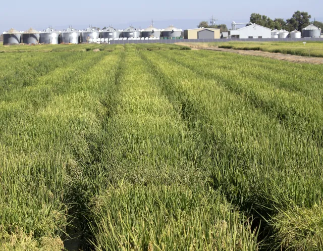 New rice crop rotation calculator helps California farmers evaluate financial viability