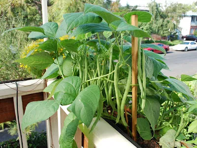 Green bean window box- Courtesy GardenofSteph