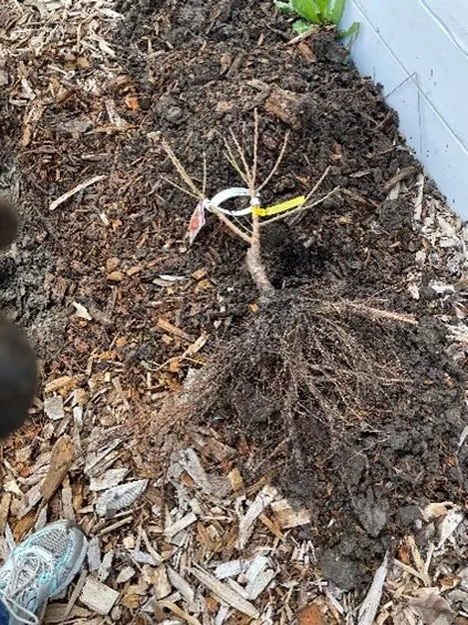 bareroot fruit tree being planted baltman 2023
