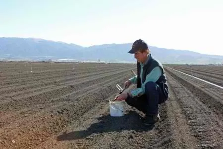 Man kneeling on soil in unplanted, bedded up field.