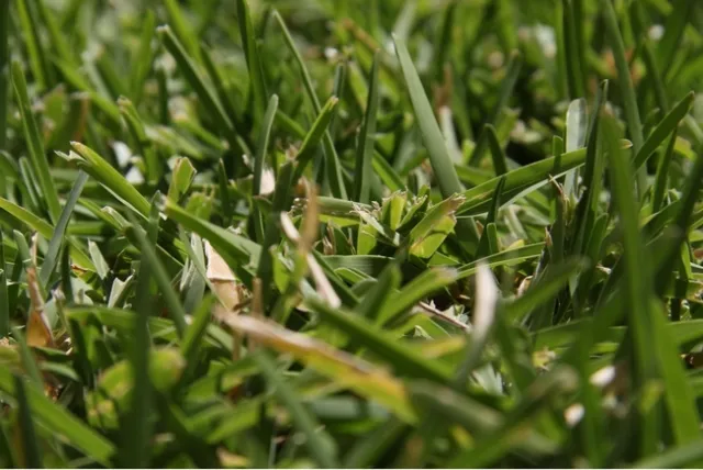 Blades of grass