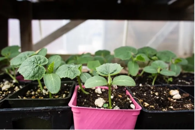 Seedstarting