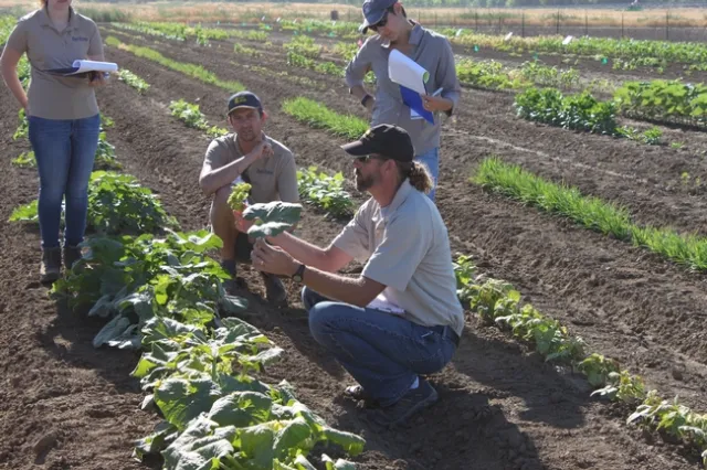 Hanson provides instruction during a Diagnosing Herbicide Symptoms short course
